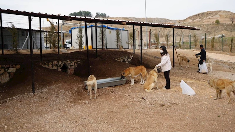 Adıyaman Belediyesi’nden sokak hayvanlarına doğal yaşam alan 