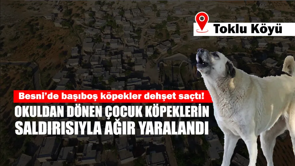 Besni’de başıboş köpekler dehşet saçtı