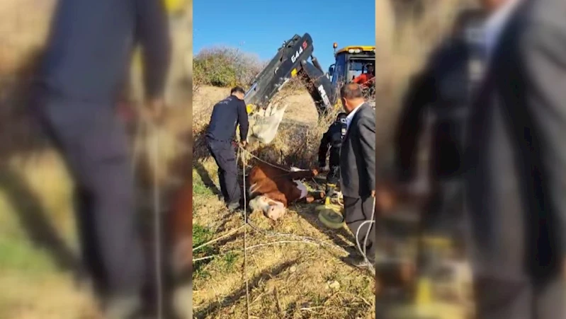 Kuyuya düşen inek iş makinesiyle kurtarıldı  - Videolu Haber