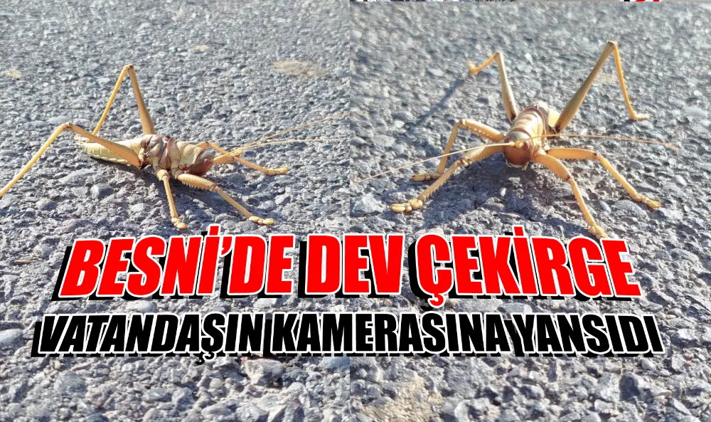 BESNİ’DE DEV ÇEKİRGE VATANDAŞIN KAMERASINA YANSIDI