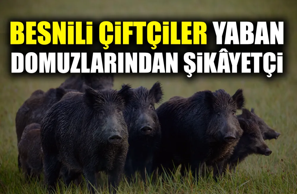 BESNİLİ ÇİFTÇİLER YABAN DOMUZLARINDAN ŞİKÂYETÇİ