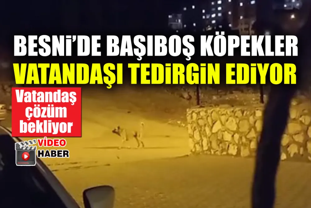 BESNİ’DE BAŞIBOŞ KÖPEKLER VATANDAŞI TEDİRGİN EDİYOR