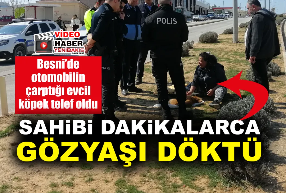 Besni’de otomobilin çarptığı köpek telef oldu