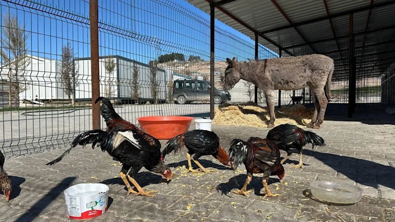 Yaralı eşek ve horozlar koruma altına alındı  - Videolu Haber