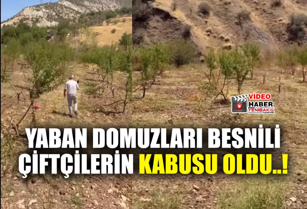YABAN DOMUZLARI BESNİLİ ÇİFTÇİLERİN KABUSU OLDU..!