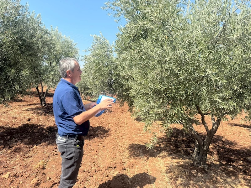 Adıyaman’da, zeytin ve zeytinyağı rekolte tespit çalışması başladı  
