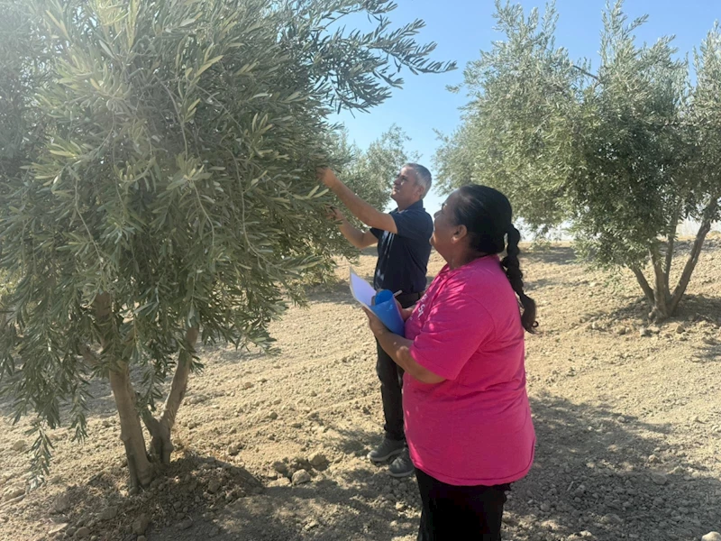 Adıyaman’da, zeytin ve zeytinyağı rekolte tespit çalışması başladı  